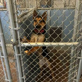Gucci -  Mixed Breed Dog for Adoption in Gadsden, Alabama - Gucci | PetCurious