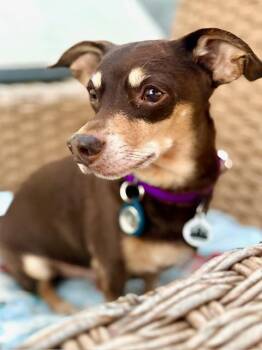 Miniature Pinscher and Dachshund Dogs Available for Adoption in Los Angeles, California - Nugget Available At Charlie