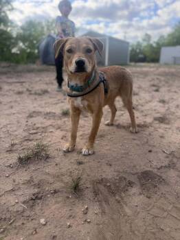 Retriever and Terrier Dogs Available for Adoption in Newport, New Hampshire - Peanut | PetCurious