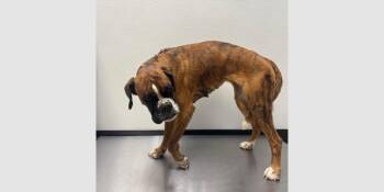 Flower -  Boxer Dog for Adoption in Hewitt, Texas - Flower | PetCurious