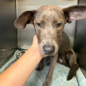 Dreamsicle -  Mixed Breed Dog for Adoption in Chattanooga, Tennessee - Dreamsicle | PetCurious