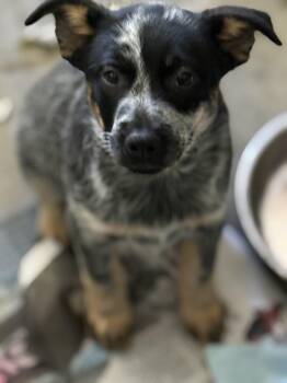 Australian Cattle Dog Blue Heeler Dogs Available for Adoption in Eagleville, Tennessee - Indigo | PetCurious