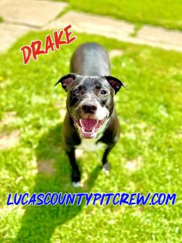 Rescue American Staffordshire Terrier and Black Labrador Retriever Dogs for Adoption in Toledo, Ohio - Drake | PetCurious