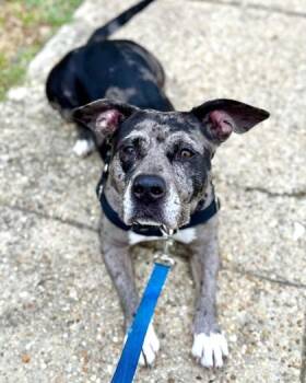 Pit Bull Terrier and Mixed Breed Dogs Available for Adoption - Dior | PetCurious