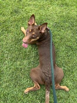 Mixed Breed Dogs Available for Adoption in Honolulu, Hawaii - Willow | PetCurious