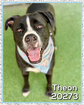 THEON -  Staffordshire Bull Terrier Dog for Adoption in Marietta, Georgia - THEON | PetCurious