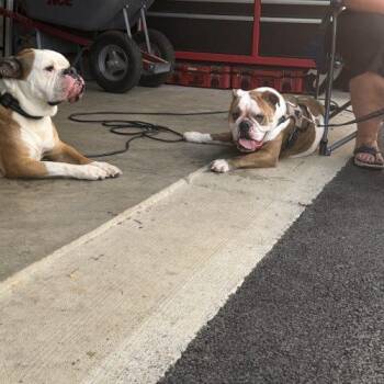 Mochi H -  English Bulldog Dog for Adoption in Chicago, Illinois - Mochi H | PetCurious