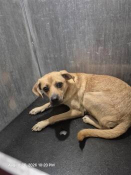 MILEY -  Terrier Dog for Adoption in San Antonio, Texas - MILEY | PetCurious