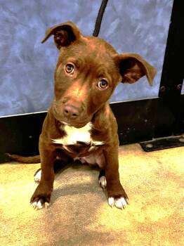 Terrier Dogs Available for Adoption - Holladay | PetCurious