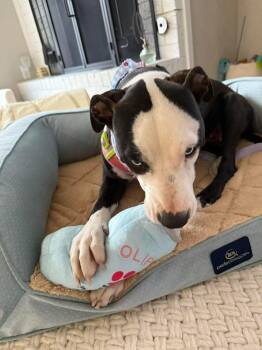 Pit Bull Terrier Dogs Available for Adoption in Shawnee, Oklahoma - Bluey | PetCurious