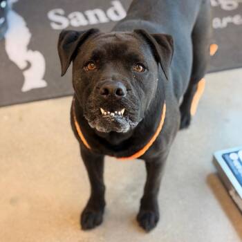 English Bulldog and Pit Bull Terrier Dogs Available for Adoption in Sand Springs, Oklahoma - Mistiana | PetCurious