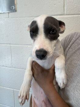 Billy -  Terrier Dog for Adoption in Hilton Head Island, South Carolina - Billy | PetCurious