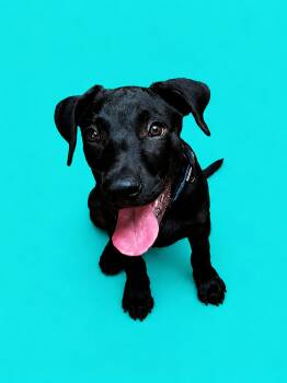 Duke -  Black Labrador Retriever Dog for Adoption in Humble, Texas - Duke | PetCurious