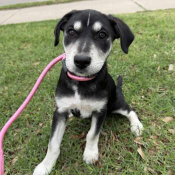 Labrador Retriever and Shepherd Dogs Available for Adoption in Harlingen, Texas - Tulip | PetCurious