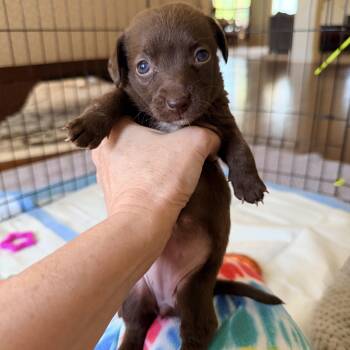 Dachshund and Mixed Breed Dogs Available for Adoption - Bluejay | PetCurious