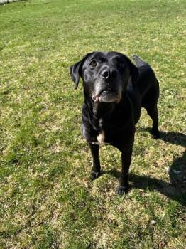 Black Labrador Retriever and Mixed Breed Dogs Available for Adoption in Cortland, New York - Black Jack | PetCurious