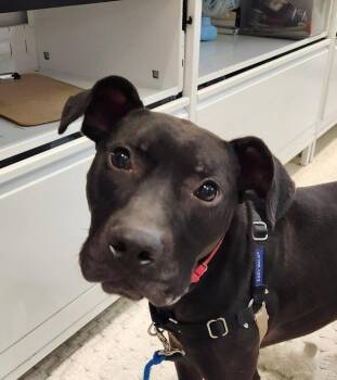 Jackson -  American Staffordshire Terrier Dog for Adoption in Sayreville, New Jersey - Jackson | PetCurious