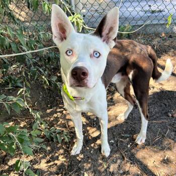 Bandit -  Pit Bull Terrier Dog for Adoption in Lindon, Utah - Bandit | PetCurious