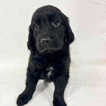 1160 (2026) Soot -  Goldendoodle and Mixed Breed Dog for Adoption in Parker, Colorado - 1160 (2026) Soot | PetCurious