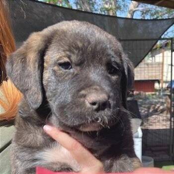 Mixed Breed Dogs Available for Adoption - Road Runner | PetCurious