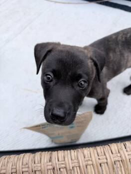 FISHER -  Pit Bull Terrier Dog for Adoption in Tulsa, Oklahoma - FISHER | PetCurious