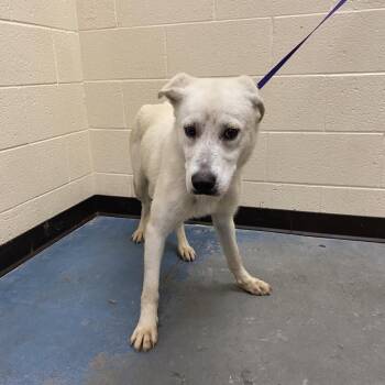 Mixed Breed Dogs Available for Adoption in Memphis, Tennessee - Pear | PetCurious