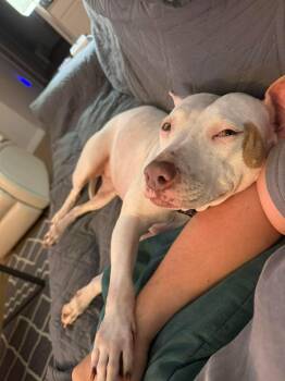 Lulu -  American Staffordshire Terrier Dog for Adoption in Austin, Texas - Lulu | PetCurious