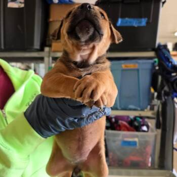 Mixed Breed Dogs Available for Adoption in Denison, Texas - Ruby | PetCurious