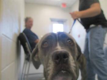 DOLLY -  Mastiff Dog for Adoption in Ocala, Florida - DOLLY | PetCurious