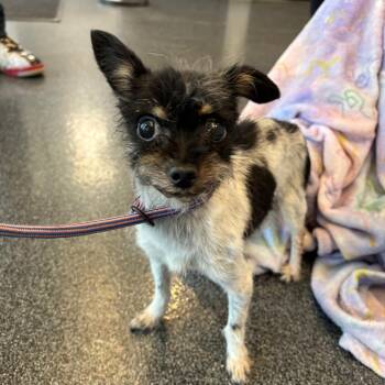 Sweet Pea -  Mixed Breed Dog for Adoption in Allentown, Pennsylvania - Sweet Pea | PetCurious
