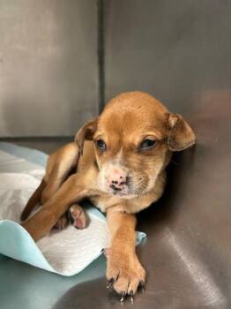 Mixed Breed Dogs Available for Adoption - Elmore Pup 3 | PetCurious