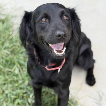 Oliver -  Flat Coated Retriever Dog for Adoption in Monroe, Ohio - Oliver | PetCurious