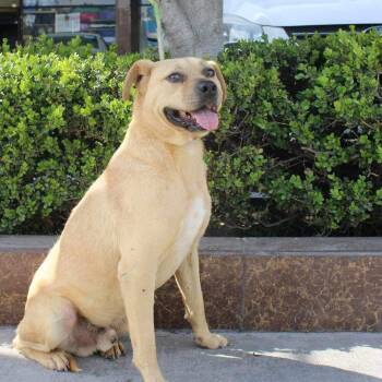 Mixed Breed Dogs Available for Adoption - Angel | PetCurious