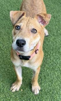 Rescue Labrador Retriever and Mixed Breed Dogs for Adoption in San Antonio, Texas - Billie | PetCurious