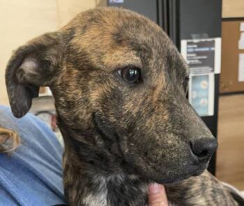 Hound Dogs Available for Adoption - Maisy Macaroni | PetCurious