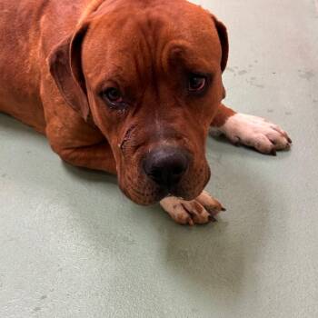 Mixed Breed Dogs Available for Adoption - Ranger | PetCurious