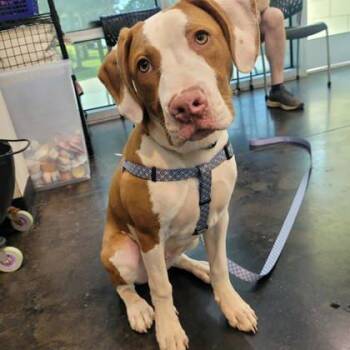Tony the Tiger -  Mixed Breed Dog for Adoption in Memphis, Tennessee - Tony The Tiger | PetCurious
