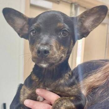 Hound and Mixed Breed Dogs Available for Adoption in Pawling, New York - Ezra | PetCurious