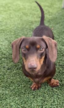 Dachshund Dogs Available for Adoption in Winter Garden, Florida - Livy And Braun | PetCurious