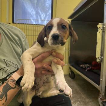 Fuzzy Duckling -  Hound and Mixed Breed Dog for Adoption in Louisville, Kentucky - Fuzzy Duckling | PetCurious