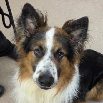 Ham -  Border Collie and Australian Shepherd Dog for Adoption in Zanesville, Ohio - Ham | PetCurious
