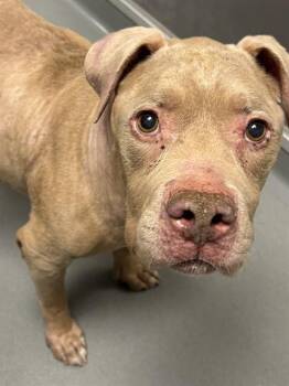 Pit Bull Terrier Dogs Available for Adoption in Ontario, California - CHEERIO | PetCurious
