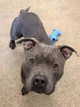 Mr Ham Ham -  Pit Bull Terrier Dog for Adoption in Cleveland, Ohio - Mr Ham Ham | PetCurious