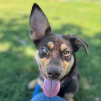 Badger -  Shepherd Dog for Adoption in Pacifica, California - Badger | PetCurious
