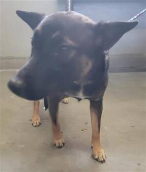 A887854 -  Australian Cattle Dog Blue Heeler and German Shepherd Dog Dog for Adoption in Camarillo, California - A887854 | PetCurious