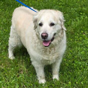 Golden Retriever and Great Pyrenees Dogs Available for Adoption in Eastford, Connecticut - NY Lily (Foster In Pawling) | PetCurious