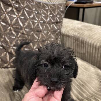 Bella -  Schnauzer and Yorkshire Terrier Dog for Adoption in Rowlett, Texas - Bella | PetCurious