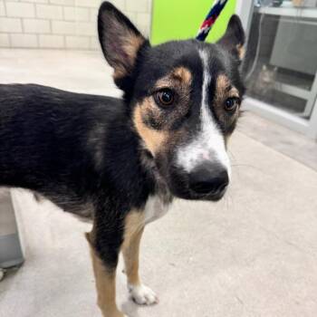 Shepherd Dogs Available for Adoption in Des Moines, Iowa - Eclipse | PetCurious