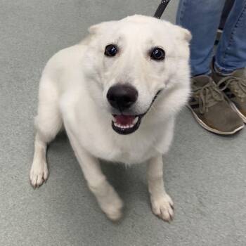 Shepherd and Labrador Retriever Dogs Available for Adoption in Abilene, Texas - Frida Kahlo | PetCurious