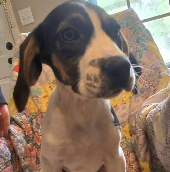 Mixed Breed Dogs Available for Adoption - Cookie | PetCurious